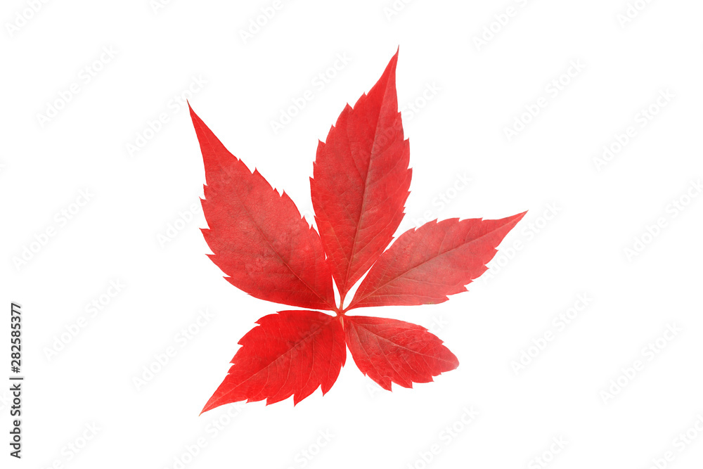 wild grape leaves isolated on white background wild grape leaves isolated on white background