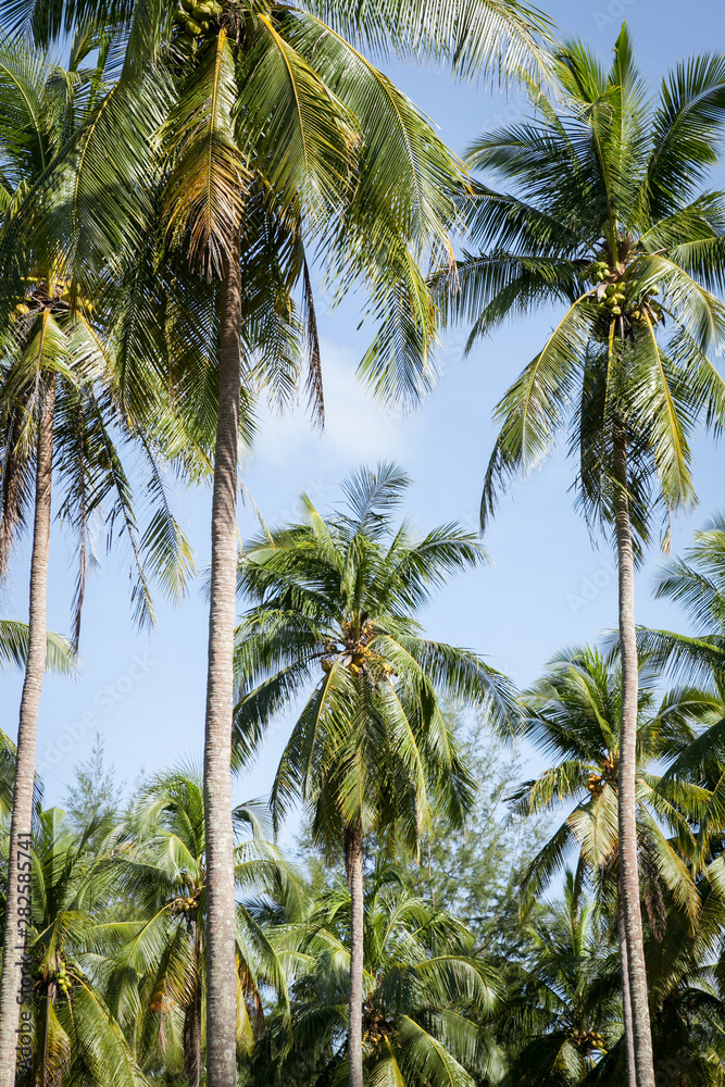 Coconut plantation in Thai.