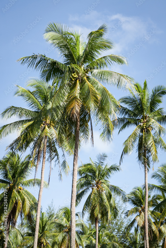 Coconut plantation in Thai.