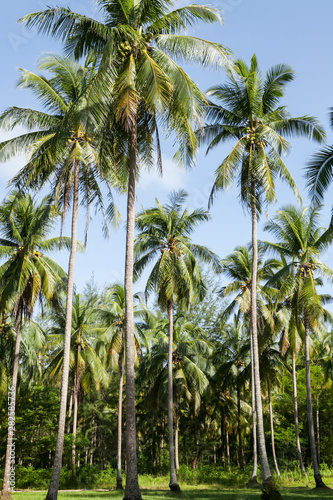 Coconut plantation in Thai.