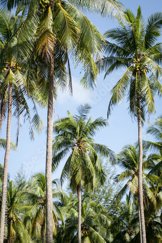 Coconut plantation in Thai.