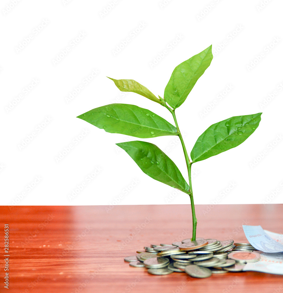 plant growing from coins