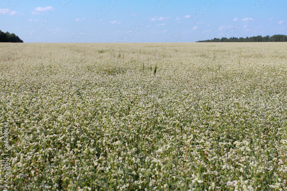 Blooming buckwheat field under clear blue sky. Agriculture concept. Harvest, flowers, farming, horizon Blooming buckwheat field under clear blue sky. Agriculture concept. Harvest, flowers, farming, horizon