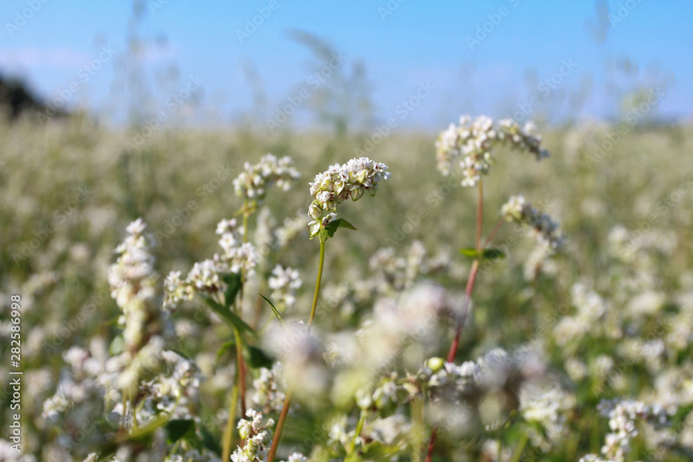 Blooming buckwheat against clear, blue sky. Farming, agriculture, harvest concept. Flower, field, summer, closeup
