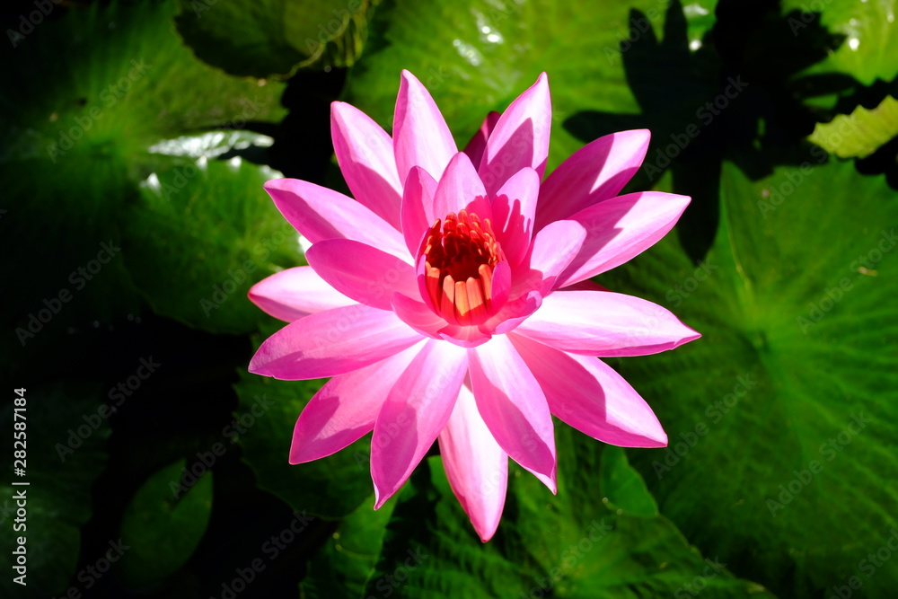 beautiful lotus flower or water lily in pond beautiful lotus flower or water lily in pond
