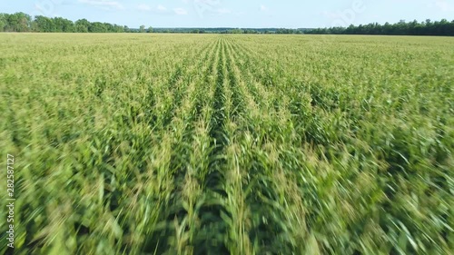 Aerial drone footage. Flying over a golden corn field in beautiful farmland. Fast forward movement