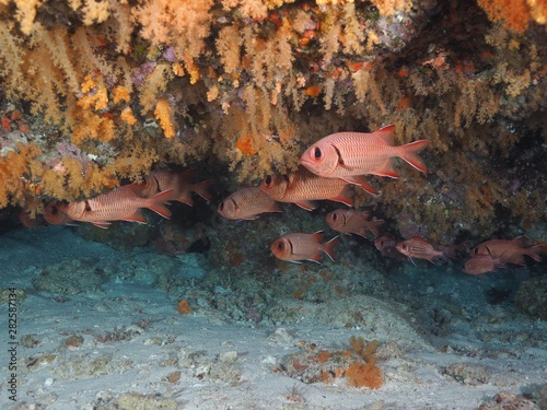 魚の群れ