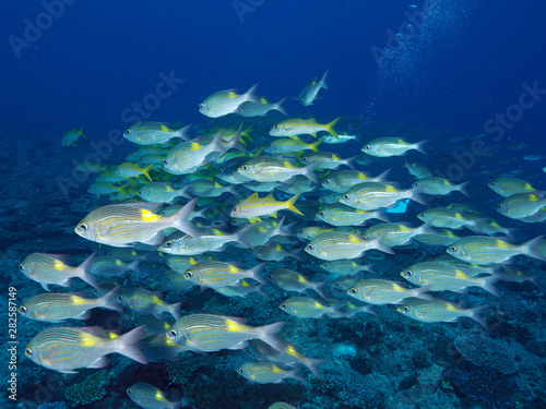 魚の群れ