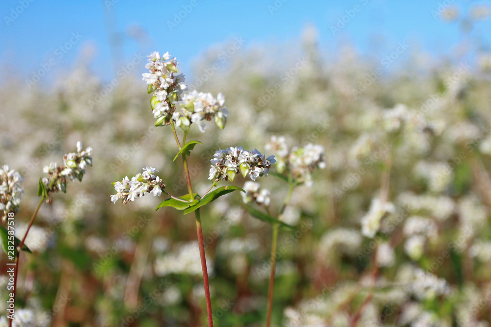 Blooming buckwheat against clear, blue sky. Farming, agriculture, harvest concept. Flower, field, summer, closeup