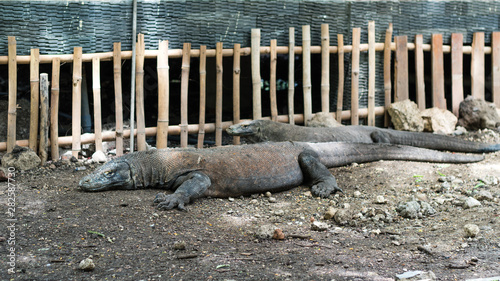 komodo dragons laying on komodo island in indonesia