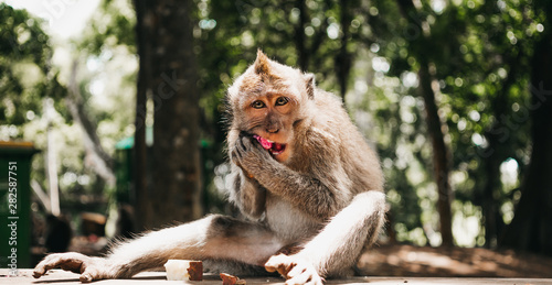 macaque monkey portrait sitting and eating fruits in indonesian jungle of Bali