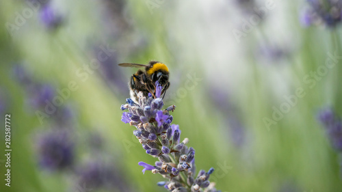 bumblebee working on a lavender flower in nature © Laurenz
