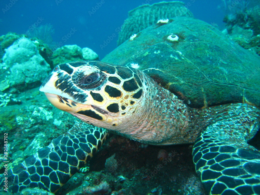 Fototapeta premium Meeresschildkröte