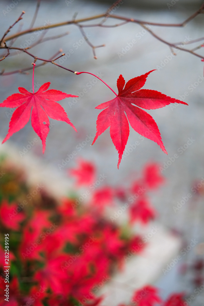 Red autumn maple leaves. Beautiful urban background of Fall season