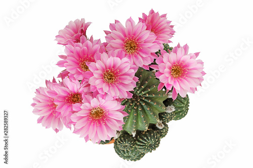 Bloom pink flowers of Lobivia cactus in clay pot with isolated on white background