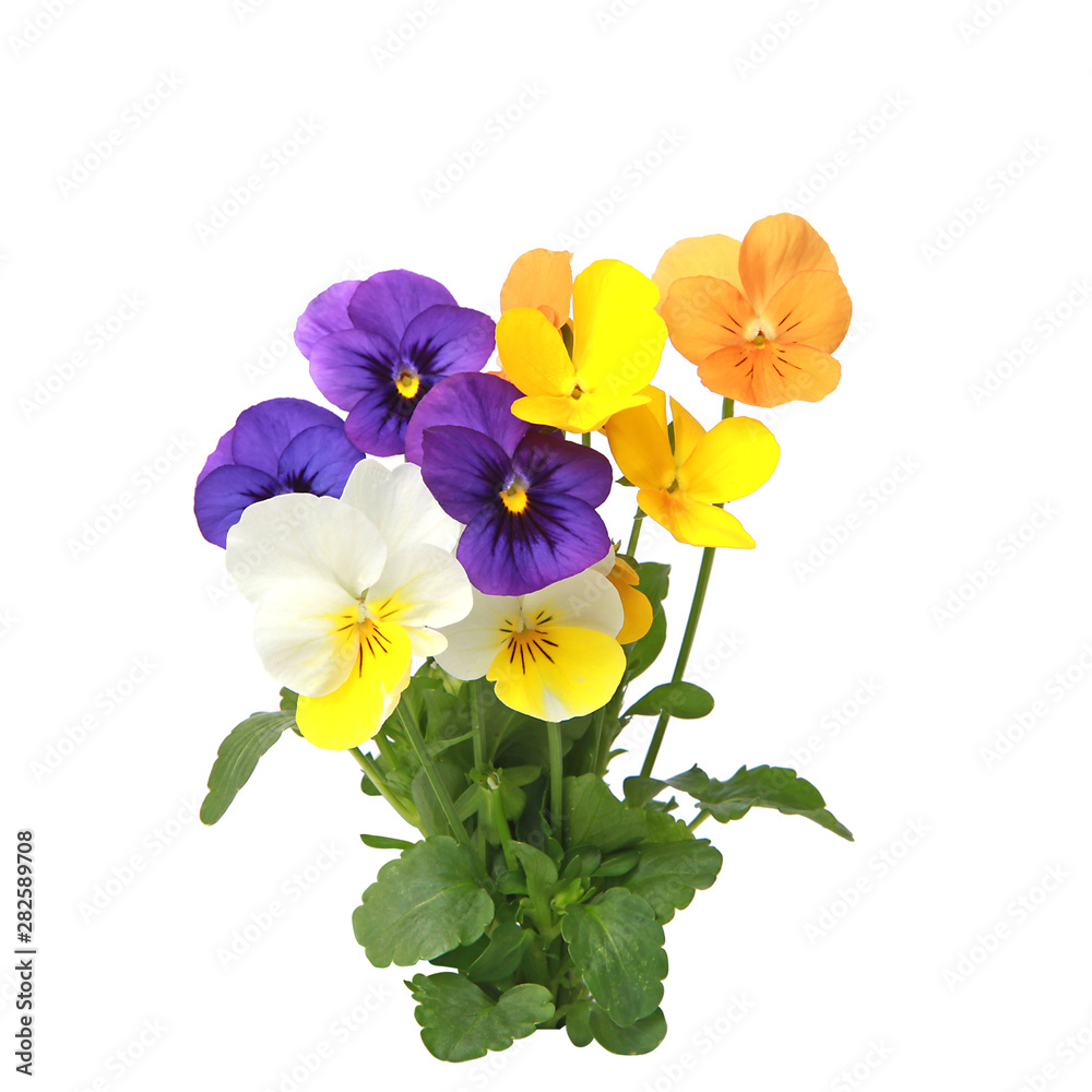 Fleurs de Viola cornuta Stock Photo | Adobe Stock