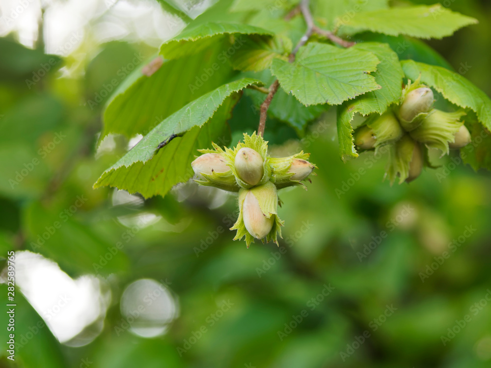 Grappe de noisette ou akène, fruit du noisetier ou Coudrier (Corylus avellana), non mature dans leur involucre, entourée de feuilles velues, dentées et pointues Grappe de noisette ou akène, fruit du noisetier ou Coudrier (Corylus avellana), non mature dans leur involucre, entourée de feuilles velues, dentées et pointues