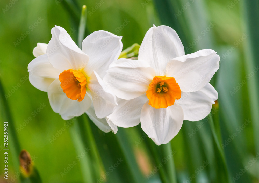 White Daffodil