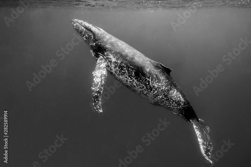 An Adult Humpback Whale Swims to the Surface