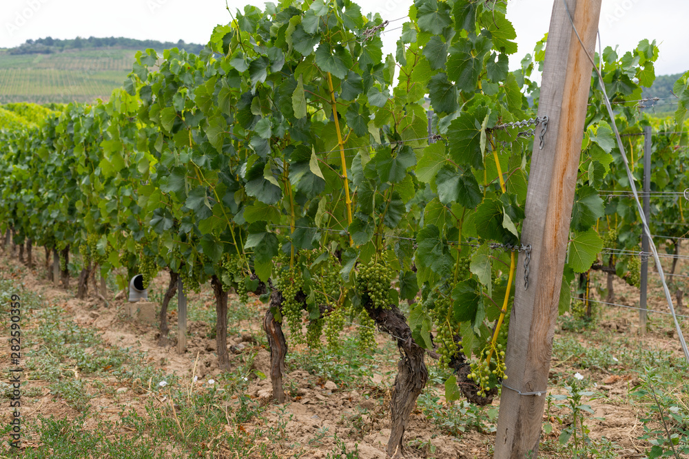 Vineyard in Tokaj, Hungary
