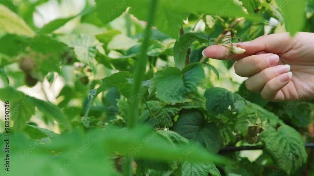 Close Up of Picking Fresh Ripe Raspberries in the Gaden in Summer Day. Slow Motion. Organic and Healthy Food Concept Close Up of Picking Fresh Ripe Raspberries in the Gaden in Summer Day. Slow Motion. Organic and Healthy Food Concept