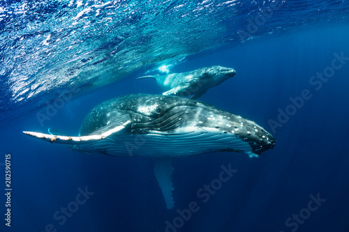Humpback Whale Mother and Calf in Blue Water © Craig Lambert Photo