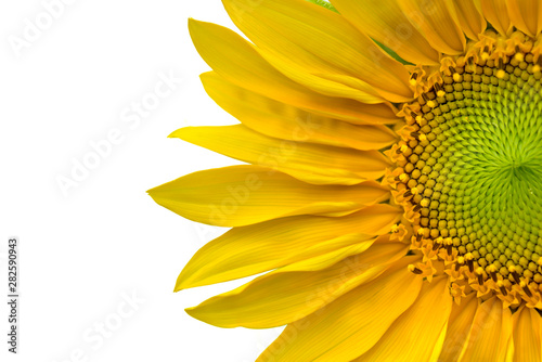 close on beautiful head of sunflower blooming on white background