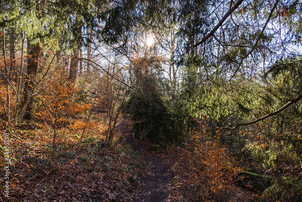 Fototapeta premium Herbst im Park 