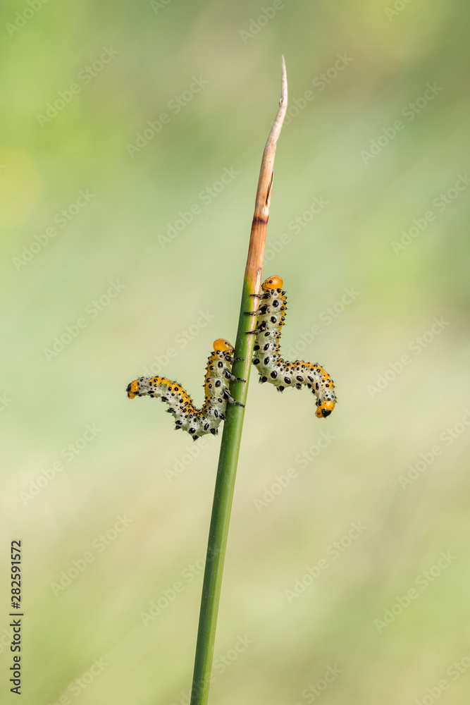 orugas larvas junco señuelo