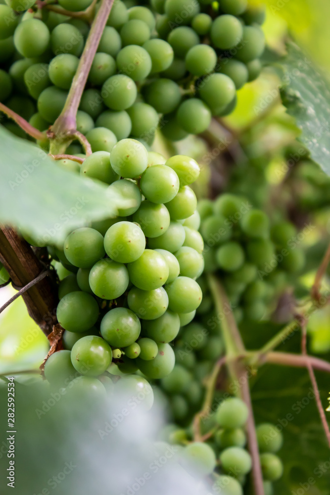 not ripe grapes with green leaves on the vine. Fresh fruits. Vertical orientation