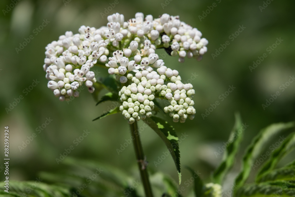 Dwarf Elder Flower Buds in Springtime Dwarf Elder Flower Buds in Springtime