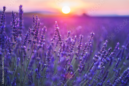 Lavender flowers at sunset in Provence  France. Macro image  shallow depth of field