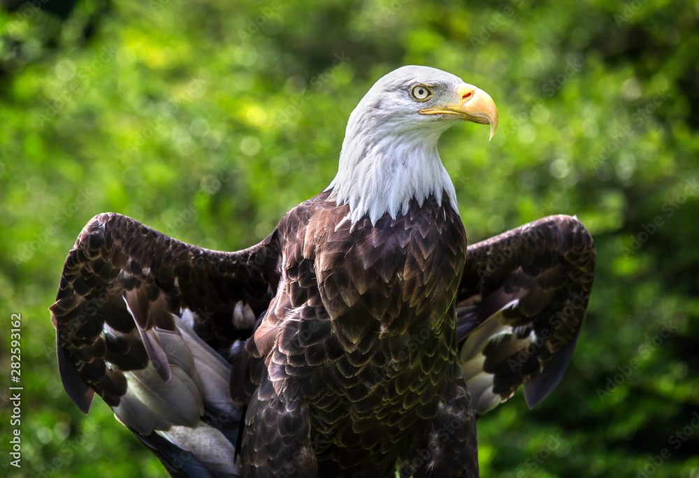 Fototapeta premium Majestic American Bald Eagle opening its wings