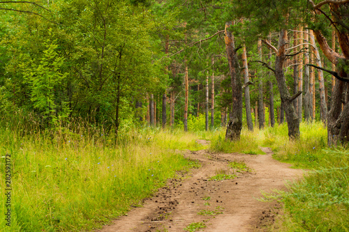 beautiful road in the pine forest