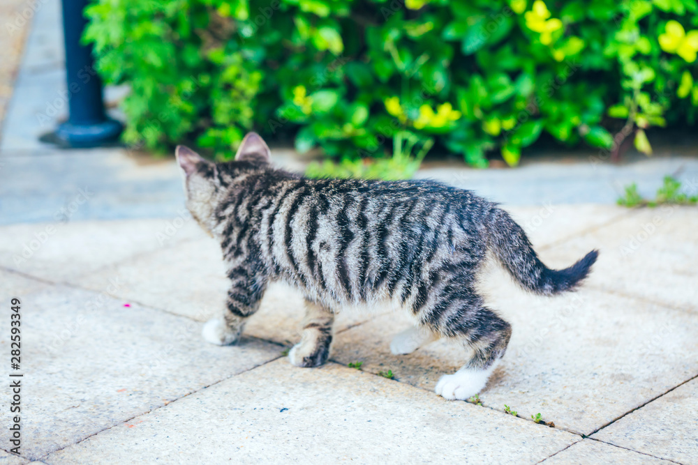 Obraz premium Close-up of cute kitten wandering on outdoor pavement