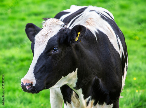 Beautiful Fresian dairy cow in field, portrait