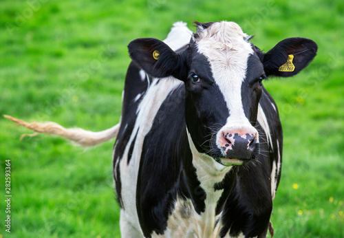 Bautiful Fresian dairy cow in field, swishing her tail