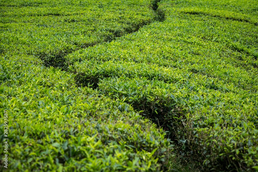 Tea Plantation in Cameron Highlands, Malaysia. Tea Plantation in Cameron Highlands, Malaysia.