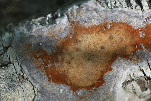 Elbowpatch Crust fungus, Phellinus punctatus photo