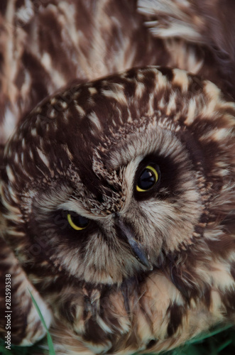 Owl - a bird of prey with yellow eyes