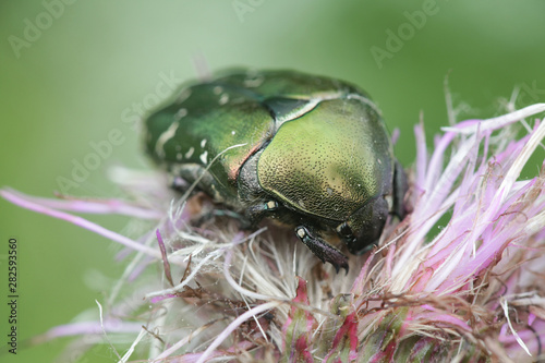 Protaetia cuprea, known as the copper chafer, feeding on field thistle in Finland photo
