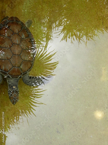 beautiful tortoise in water