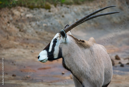 Oryx beisa photo