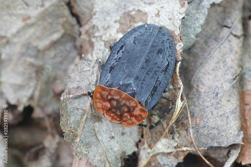 Oiceoptoma thoracica, known as the Red-breasted Carrion Beetle photo