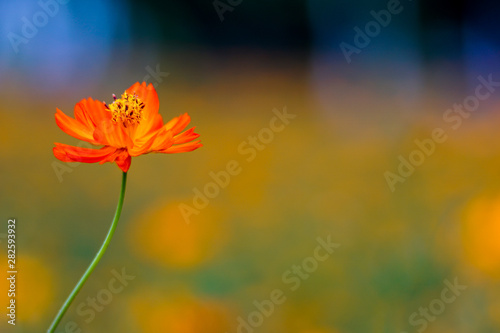 Single Red Cosmos