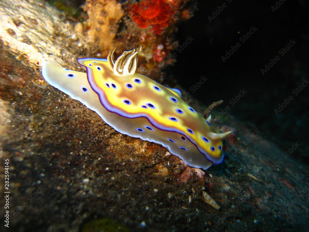 Meeresschnecke