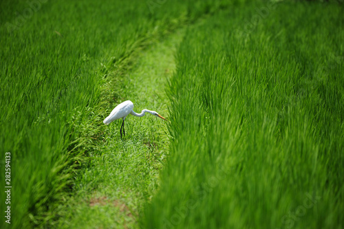 White heron at the rice paddy