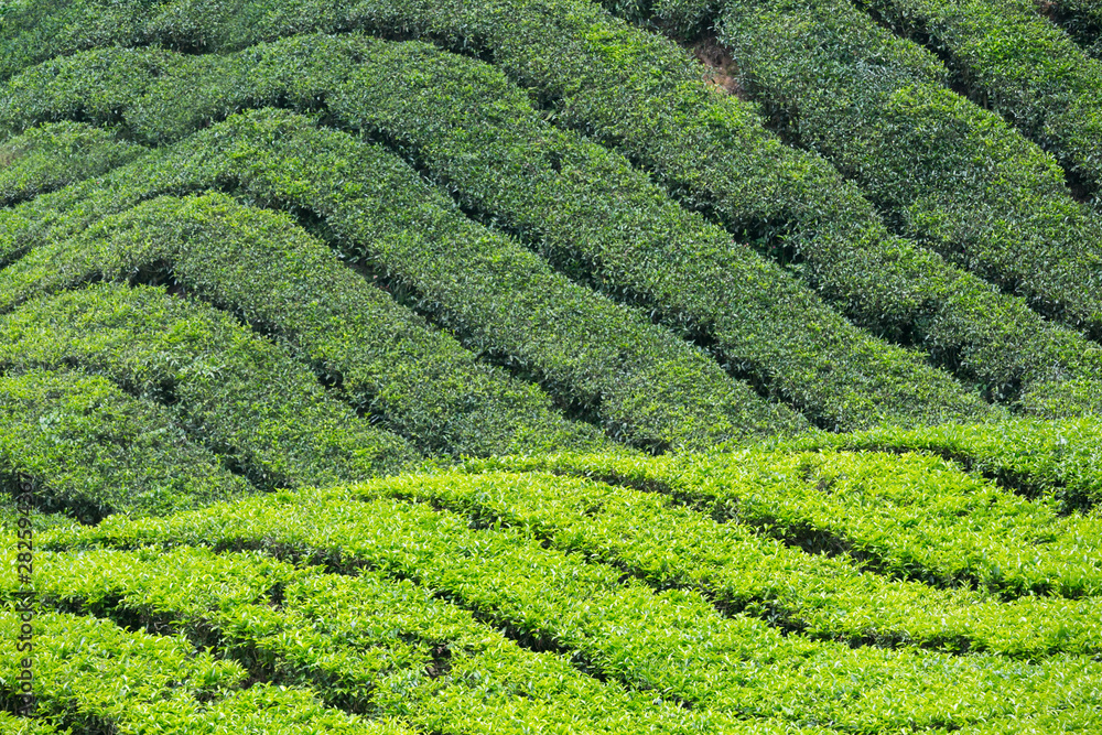 Tea Plantation in Cameron Highlands, Malaysia.