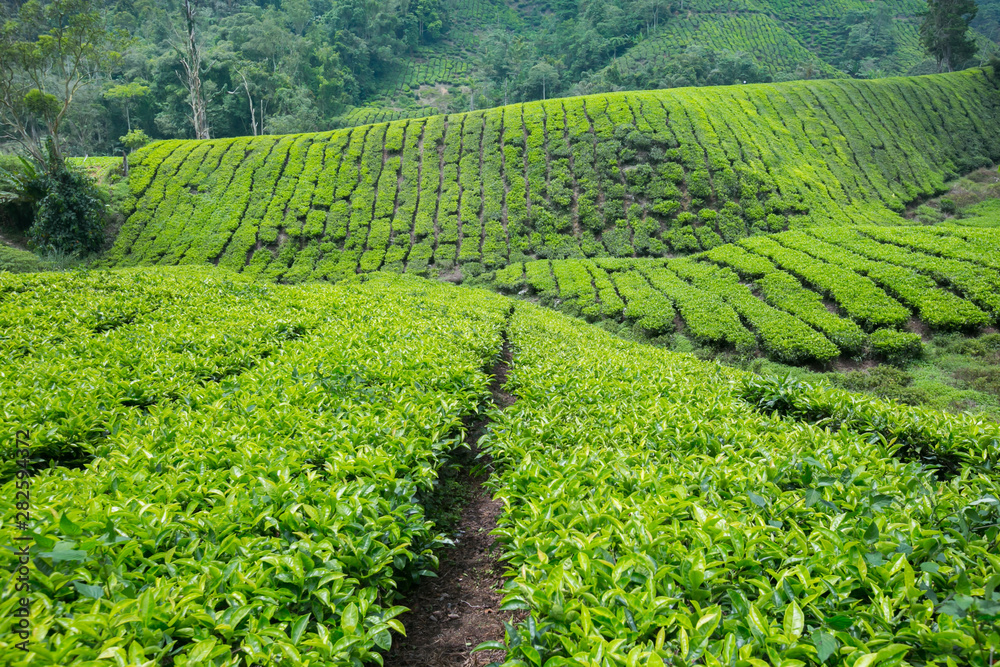 Tea Plantation in Cameron Highlands, Malaysia.