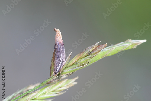 Claviceps purpurea, a poisonous fungal infection in cerels and grasses called the ergot fungus photo